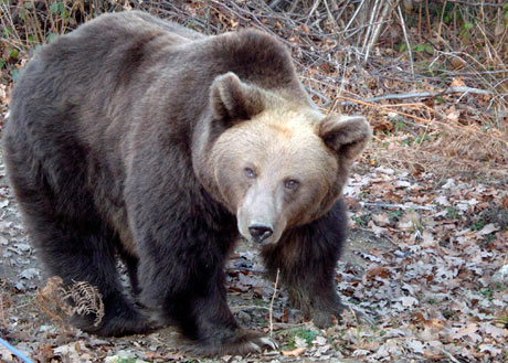 A bear rescued bear from the streets of Brasov